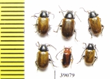 Chrysomelidae sp.  Tanzania - INSECTS-STORE.RU