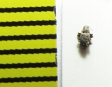 Riolus subviolaceus  Latvia - INSECTS-STORE.RU