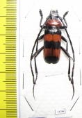 Paveia superba  Thailand - INSECTS-STORE.RU