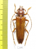 Cerambycidae sp.  Guatemala - INSECTS-STORE.RU