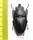 Neolucanus sp.  China, Guangxi prov.  - INSECTS-STORE.RU