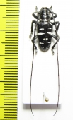 Agnia eximia  Indonesia, Java - INSECTS-STORE.RU