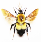 Apidae and other - INSECTS-STORE.RU
