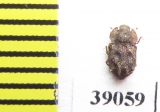 Tarphius canariensis  Gran Canaria isl. - INSECTS-STORE.RU