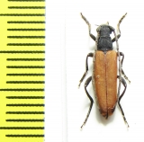 Nivellia sanguinosa  Russia, Far East - INSECTS-STORE.RU
