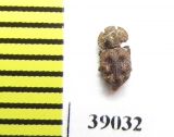 Tarphius canariensis  Gran Canaria isl. - INSECTS-STORE.RU