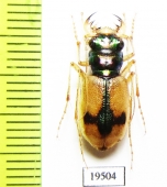 Megacephala crucigera, female  Australia - INSECTS-STORE.RU