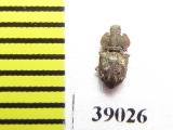Tarphius postcostatus  Tenerife isl. - INSECTS-STORE.RU