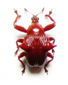 Attelabidae, Rhynchitidae - INSECTS-STORE.RU