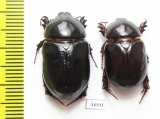 Pentodon algerinum  Uzbekistan - INSECTS-STORE.RU