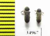 Ptilinus fuscus  Poland - INSECTS-STORE.RU