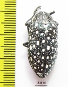 Julodis euphratica  Uzbekistan - INSECTS-STORE.RU