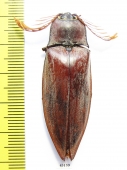 Elteridae sp.  Philippines 50mm - INSECTS-STORE.RU