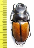 Odontolabis castelnaudi  Malaysia, Borneo  55mm - INSECTS-STORE.RU
