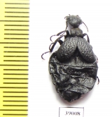 Meloe mediterraneus  Spain - INSECTS-STORE.RU