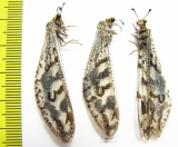 Myrmeleontidae sp.  Namibia - INSECTS-STORE.RU