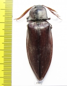 Elteridae sp.  Philippines 56mm - INSECTS-STORE.RU