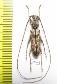 Cerambycidae sp.  China, Yunnan prov. - INSECTS-STORE.RU