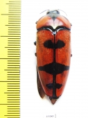 Calodema plebeia  Australia  40mm - INSECTS-STORE.RU