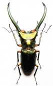 Lucanidae - INSECTS-STORE.RU