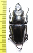 Odontolabis dalmanni celebensis  Indonesia, Sulawesi  58mm - INSECTS-STORE.RU