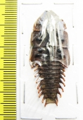 Lycidae sp.  Indonesia, Java  42mm - INSECTS-STORE.RU