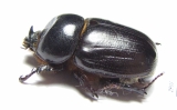 Dynastinae sp.  South Africa Rep. - INSECTS-STORE.RU