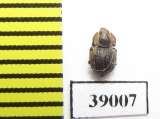 Tarphius compactus  Madeira isl. - INSECTS-STORE.RU