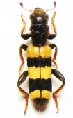 Cleridae - INSECTS-STORE.RU
