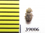Tarphius affinis  La Palma isl. - INSECTS-STORE.RU