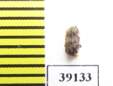 Tarphius florensis  Portugal, Flores isl. - INSECTS-STORE.RU