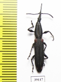 Brentidae sp.  Madagascar - INSECTS-STORE.RU