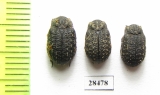 Trox sabulosus  Russia, Kaluga reg. - INSECTS-STORE.RU