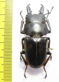 Dorcus townesi  Philippines - INSECTS-STORE.RU