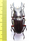 Dorcus rubrofemoratus  Japan  38mm - INSECTS-STORE.RU