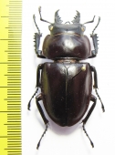 Neolucanus sp.  Japan 48mm - INSECTS-STORE.RU
