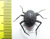 Tenebrionidae sp.  South Africa Rep. - INSECTS-STORE.RU
