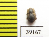 Tarphius inornatus  Madeira isl. - INSECTS-STORE.RU