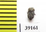 Tarphius fernandezlopezi  Tenerife isl. - INSECTS-STORE.RU