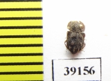 Tarphius erosus  Tenerife isl. - INSECTS-STORE.RU