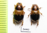 Aphodiinae sp.  South Africa Rep. - INSECTS-STORE.RU
