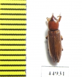 Curculionidae sp.  Zambia - INSECTS-STORE.RU