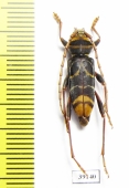 Plagionotus sp.  China, Yunnan prov. - INSECTS-STORE.RU