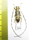Cerambycidae sp.  China, Yunnan prov. - INSECTS-STORE.RU