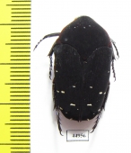 Stethodesma strachani  Sierra Leone - INSECTS-STORE.RU