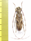 Cerambycidae sp.  China, Fujian prov. - INSECTS-STORE.RU