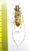Cerambycidae sp.  China, Fujian prov. - INSECTS-STORE.RU