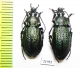 Carabus (Eucarabus) arvensis conciliator?  Russia, Kamchatka - INSECTS-STORE.RU