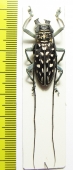 Stellognatha maculata  Madagascar - INSECTS-STORE.RU