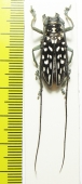 Stellognatha maculata  Madagascar - INSECTS-STORE.RU